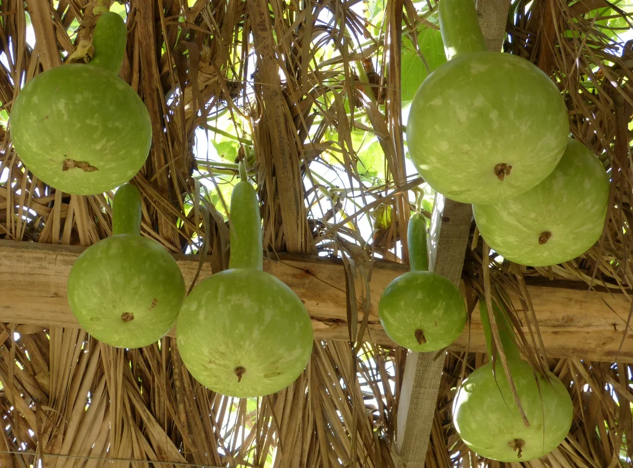 berimbau